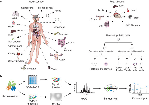 Human Proteome Map Nature Human Proteome Map Nature
