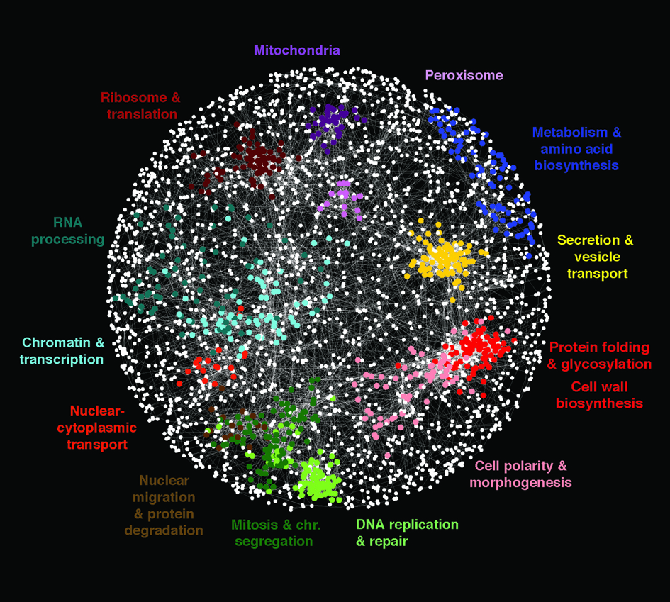 A GENETIC MAP SHOWING INTERACTIONS BETWEEN GENES IN A CELL
