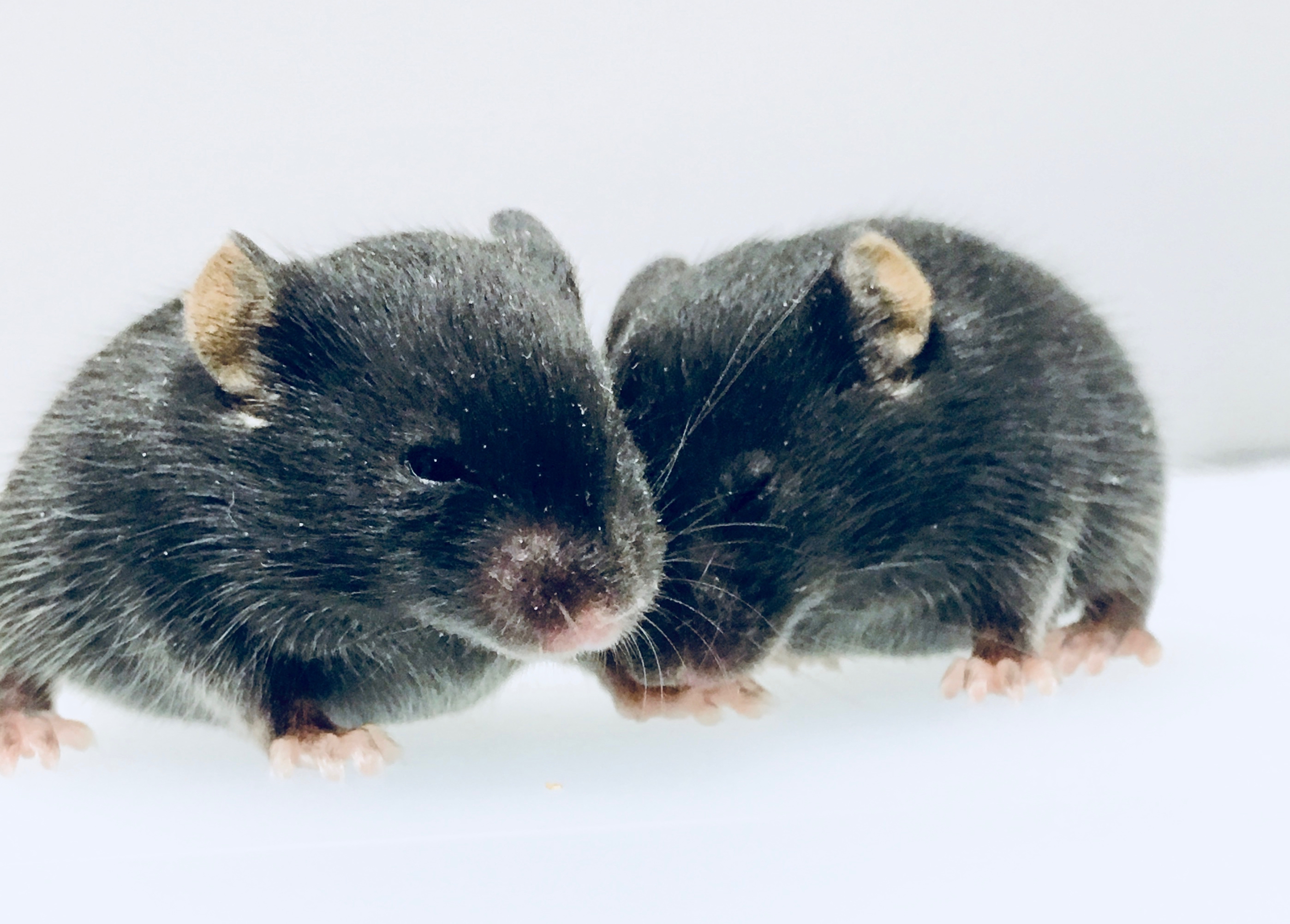 female and male mouse