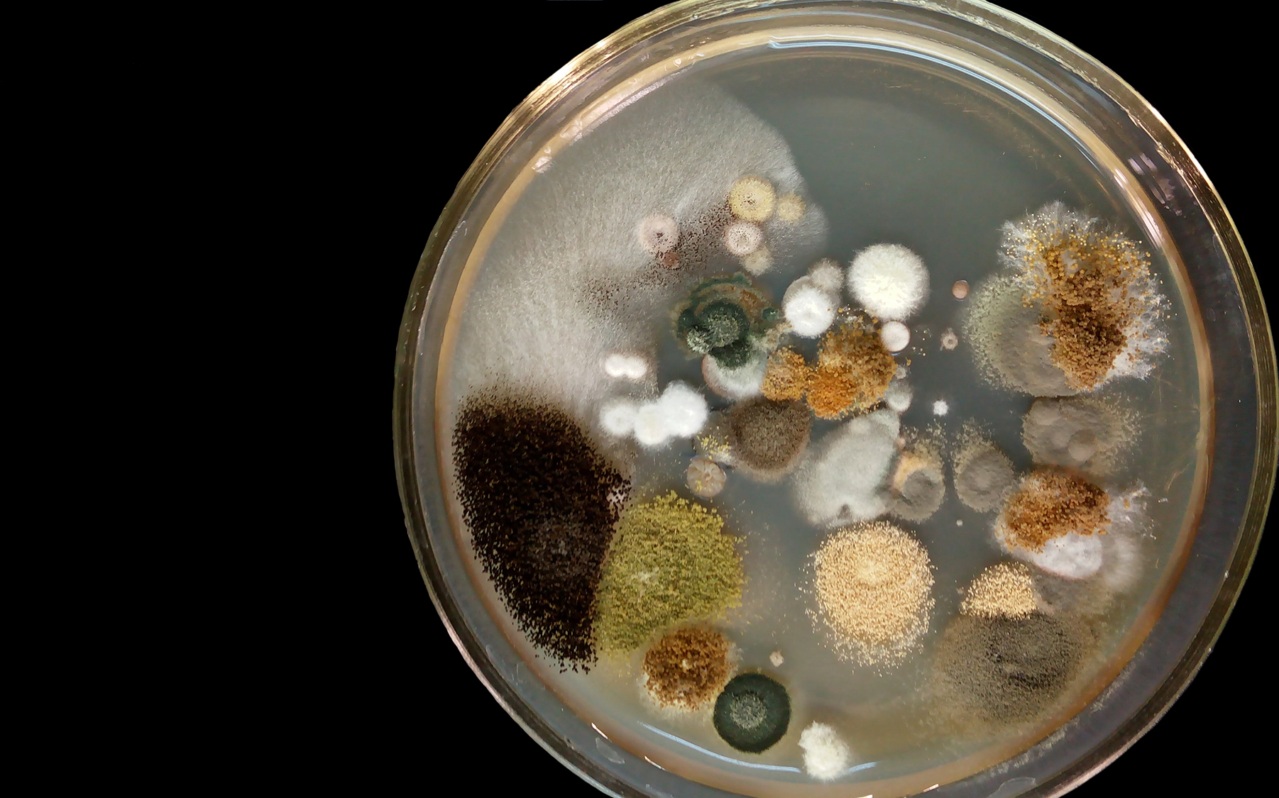 microbes in a dish