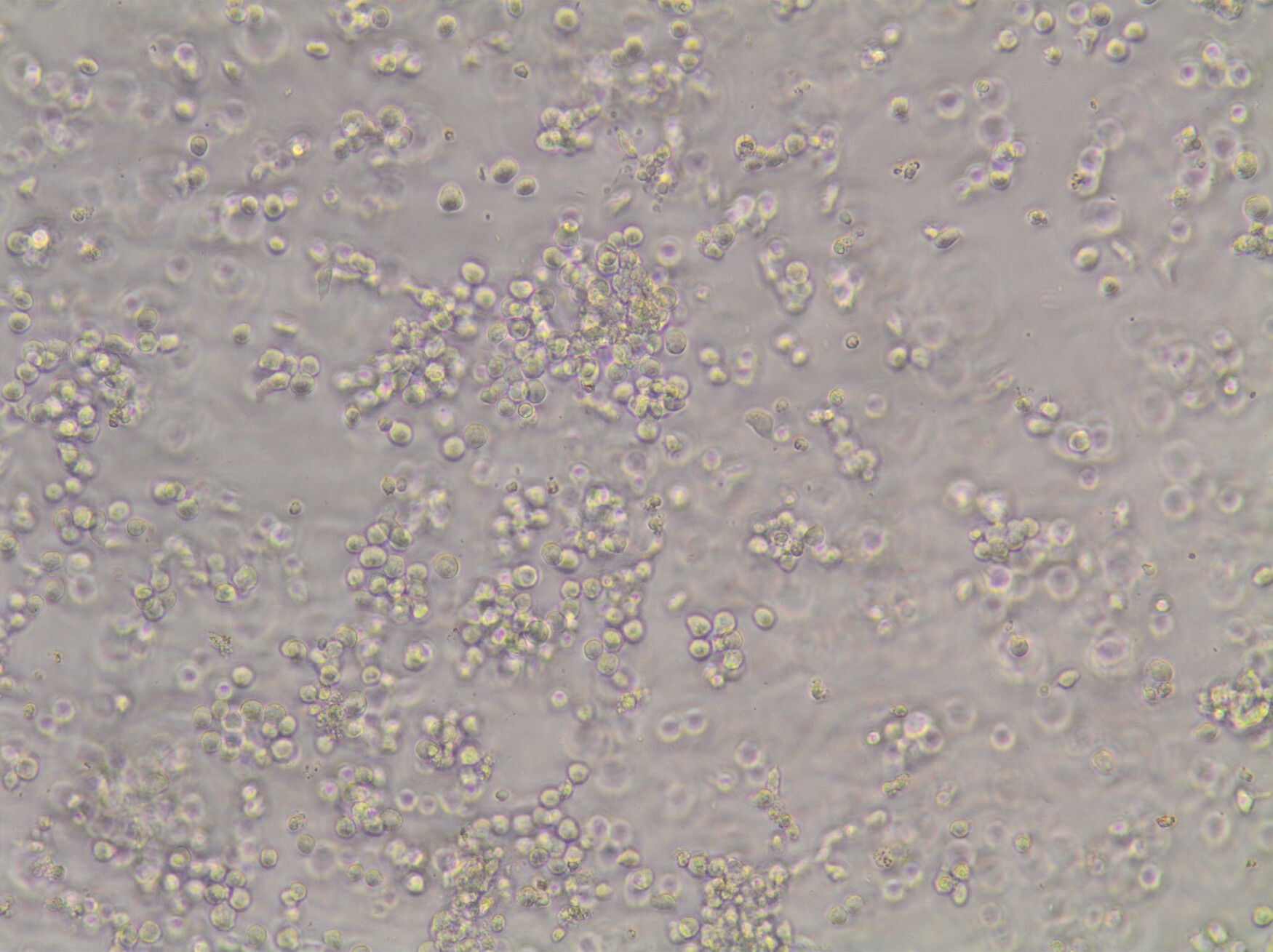 stem cells in a dish