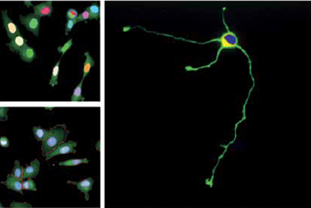 STUDYING CELL-CELL COMMUNICATION USING FLUORESCENT PROTEIN MARKERS